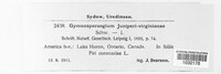 Gymnosporangium clavariiforme image